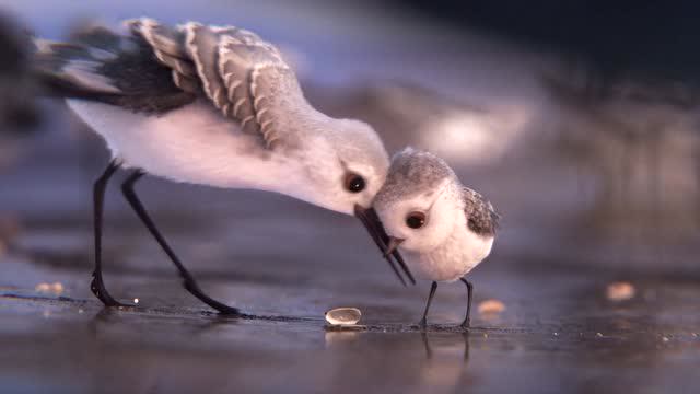 《鹬》2016年皮克斯出品的动画短片