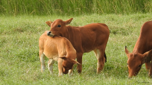 海南黄牛-相亲相爱相伴一大家