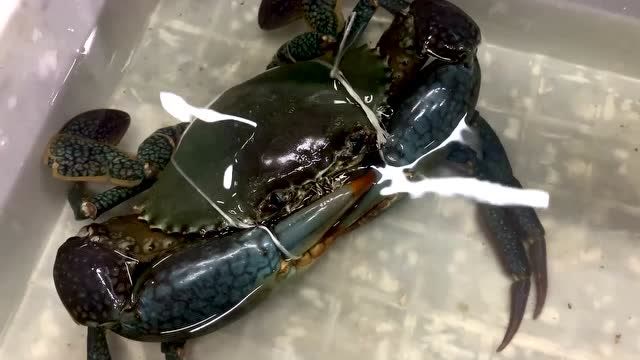 2145买一只斯里兰卡大青蟹,全网最大,钳子比胳膊还粗,非常霸气