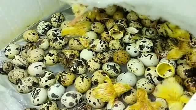 鹌鹑蛋是这样孵化的,简单的一个箱子,上面盖上棉被就能轻松完成!