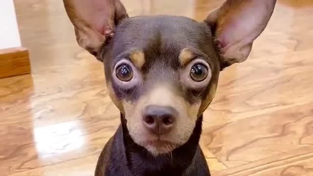 主人被欺负,啵啵乐举动厉害了