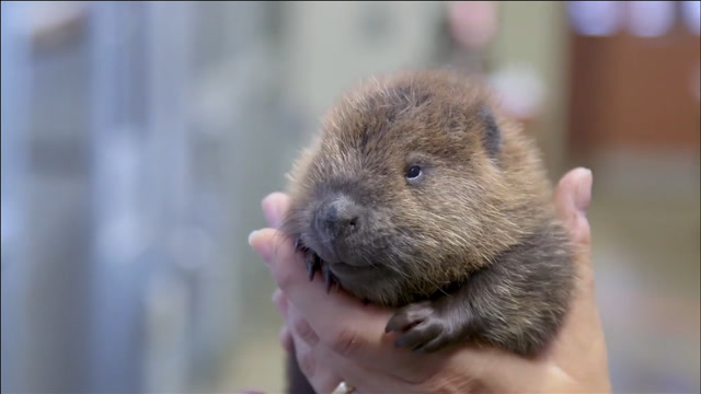 想知道胖胖的海狸小时候是什么样的吗?