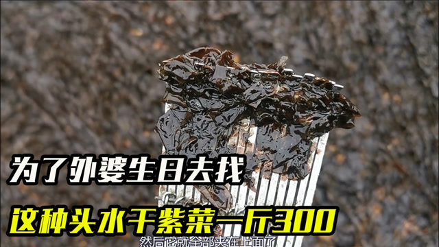 为庆祝外婆生日,跟大舅去找连江最好的一斤300多头水野生紫菜!