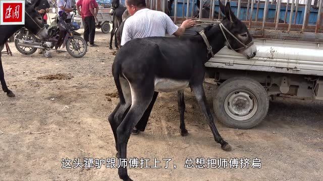 没见过这么倔强的驴,师傅为其修蹄,看它怎么疯狂发犟脾气