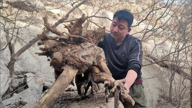众里寻他千百度它却夹在巨石最深处百年黄荆老桩王你值得拥有