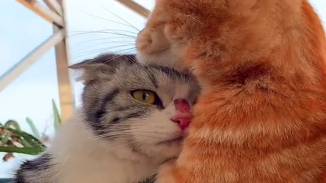 两只猫咪相依相偎在一起,看着好温馨啊,我承认我吃醋了!