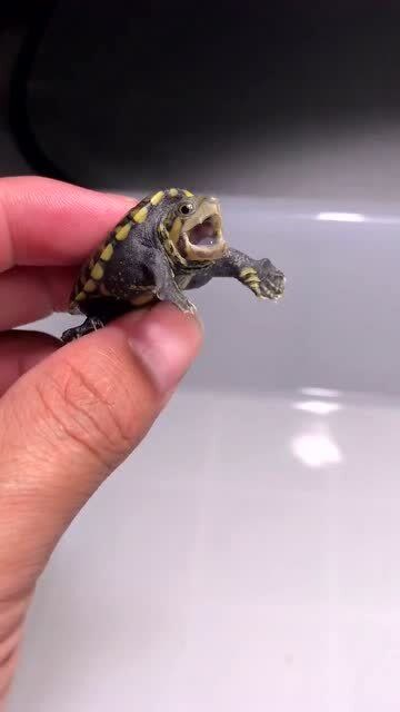 拇指大小的乌龟奶凶奶凶的差点咬到我的手