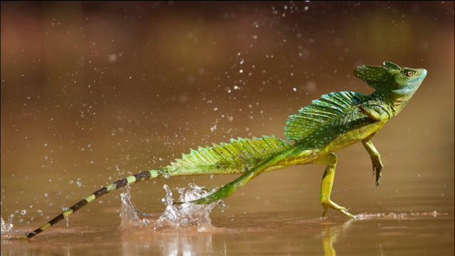蛇怪蜥蜴为什么能在水面奔跑?人类能否学会这门轻功?