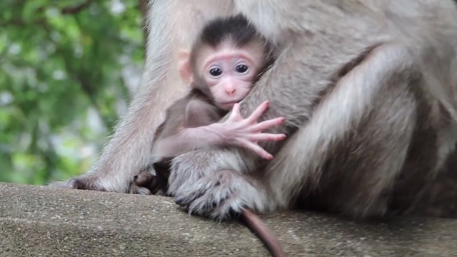 混血猴子张开嘴大声的笑,性格太爽朗了!