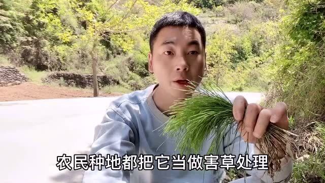 中草药"问荆",田间害草,能从土里吸取黄金,当盆景非常棒