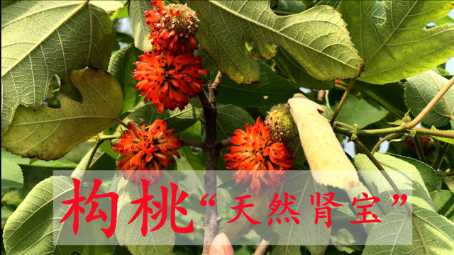 构桃人称"天然肾宝",生活中有3大厉害用途,解决不少烦恼