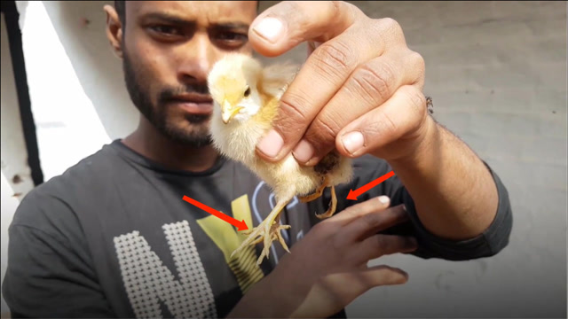 炸鸡哪来那么多的鸡,难道真是4个翅膀,6条腿?