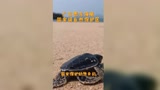 世界海洋日 我滴个龟龟！小海龟“面世”记