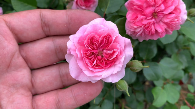 超美超粉的月季——粉天鹅,随便开出几百朵