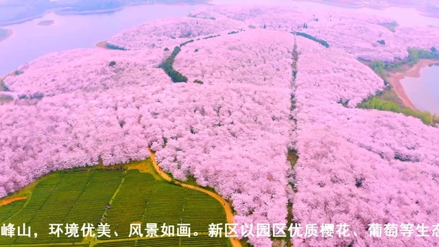 世界上最大的樱花园图片