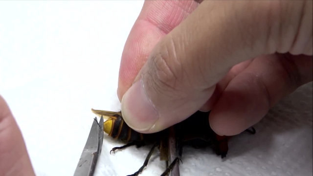 剪掉大黄蜂的毒针,会变成什么样?结局让人意想不到!