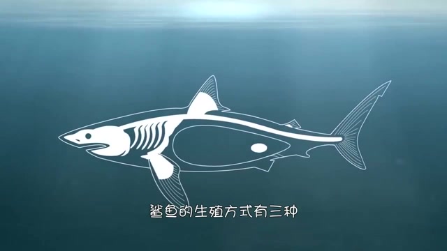 外国小伙买完鲨鱼卵,回家剪开后,一个很呆萌的小家伙钻了出来!
