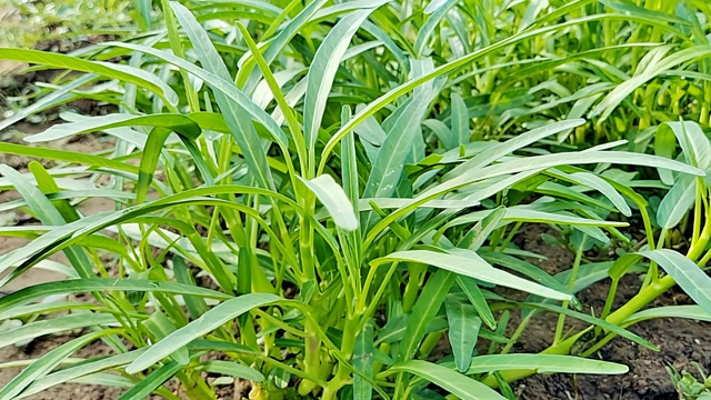 种植空心菜高产有技巧,只需地里撒一撒,空心菜嫩绿有茂盛吃不完