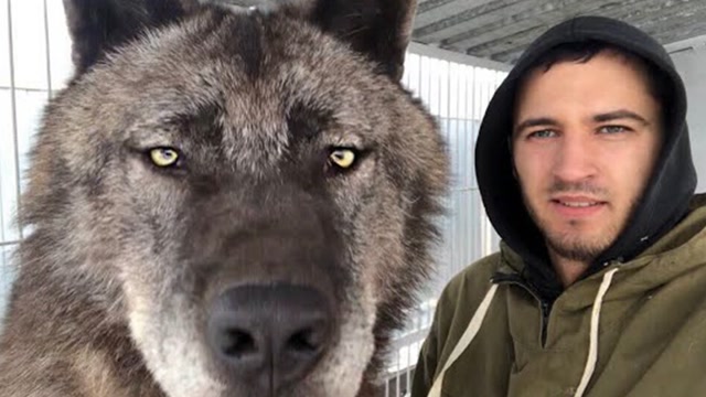 世界上体型最大的狼,身长达2米,"秒杀"藏獒都不在话下!