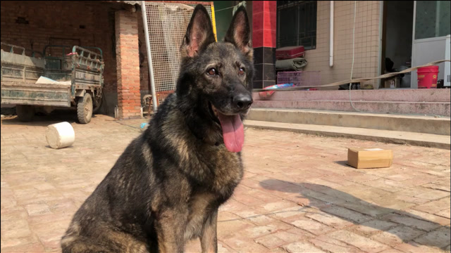 这只纯种狼灰色东德牧羊犬,是德国进口回来的,各方面都称一流