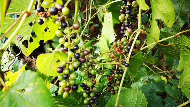 葡萄大家都吃过,山里的野葡萄吃过的人不多,儿时的记忆还在吗?