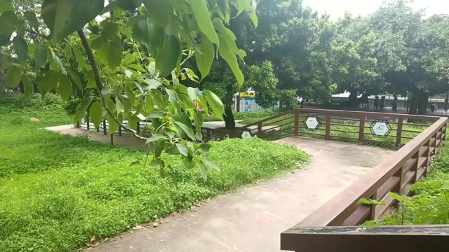 顺德北滘镇三洪奇公园a段拍摄