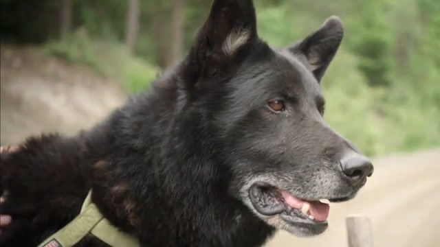 一只国王牧羊犬忠肝义胆,勇猛护主的英勇事迹真棒!