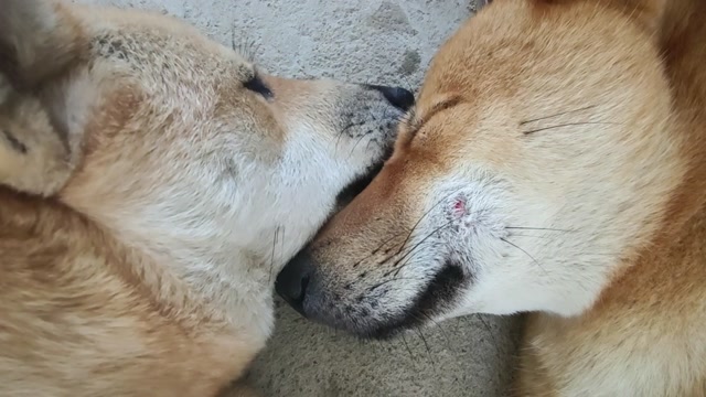 丑土狗打架眼睛受伤,狗王大黄舔伤口疗伤