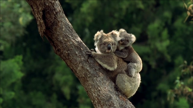 大半夜的,考拉妈妈背着小考拉暴走,网友:像极了媳妇生气的样子!