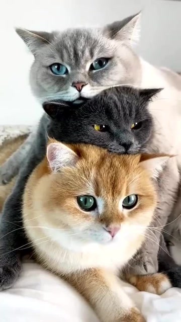 美女把三只猫放在一起拍照,这姿势很迷人!