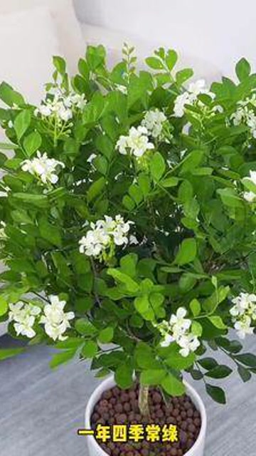 九里香又叫千里眼,非常好养,开花满屋香味,给点水就能存活
