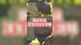 #哈利波特魔法觉醒 #哈利波特万圣派对  限时禁林-消失的快乐