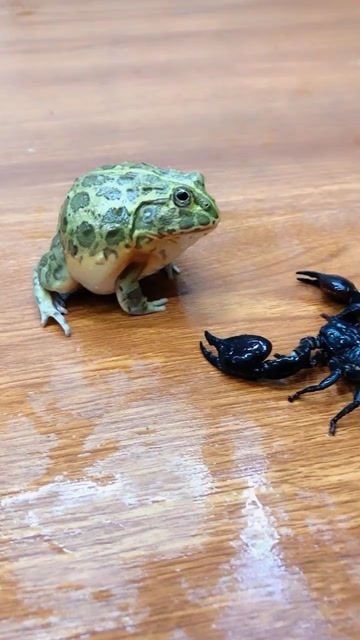 当"癞蛤蟆"遇到蝎子,硬气不过三秒,网友:三十六计,跑为上计