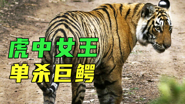 网红老虎女王玛琪莉,单杀3.7米长巨鳄,20岁时才寿终正寝