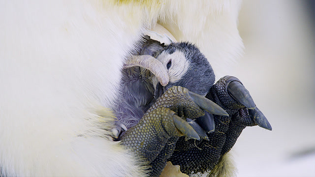 头一次见!小企鹅破壳瞬间 这模样真称不上好看