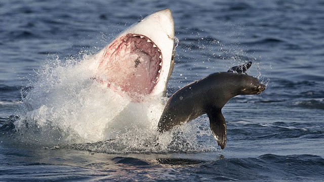 大白鲨捕食海狮图片