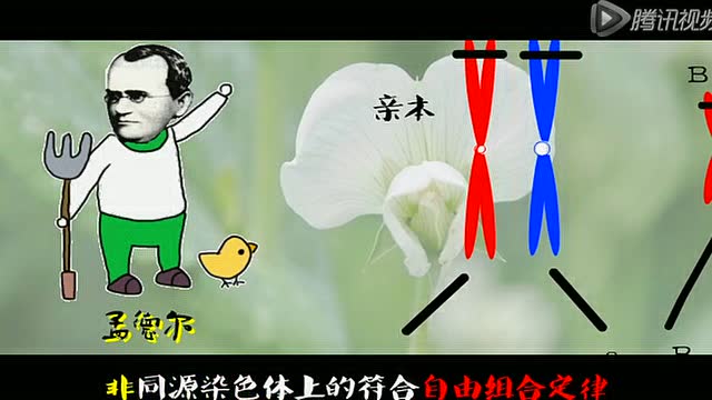 呆瓜小贼《爱在受精前》(高清原版mv)