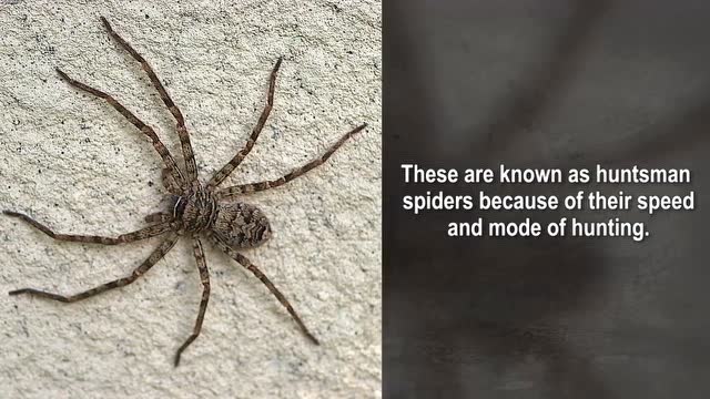 26种恐惧症测试图昆虫图片