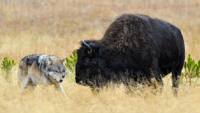 狼群雪地追捕野牛,困境中头狼独自力擒小牛