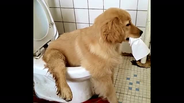 当金毛学会自己坐马桶上拉臭臭就是铲屎官的苦难日来临