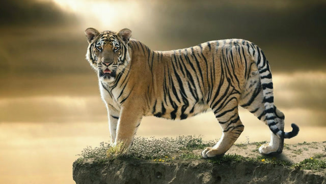 老虎的力量不容小视,轻易将六米长的鳄鱼生吞活剥!