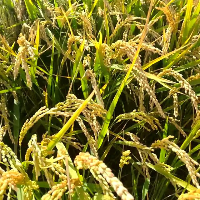 莲稻1号 遍地开花