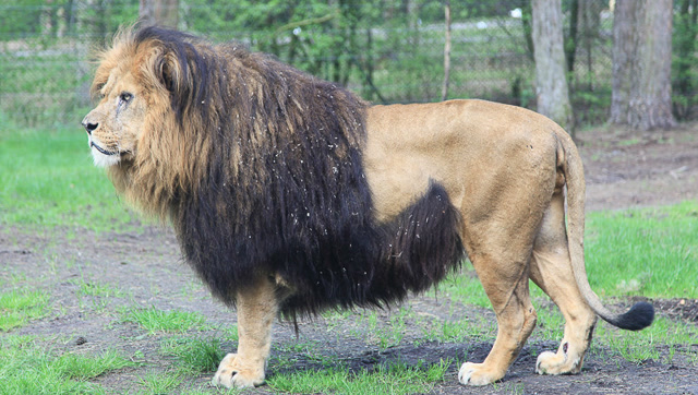 巴巴里狮子体型图片