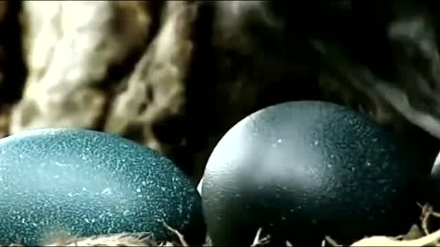 青绿色的鸟蛋见过吗这是世界上最危险的鸟食火鸟下的蛋