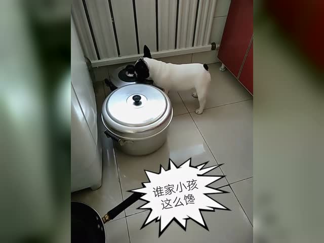 狗狗真是饿坏了 把厨房里的大锅 小锅都闻了一遍 无奈的表情亮了
