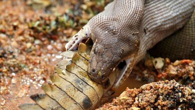 实拍巨蟒大战巨鳄,场面太激烈了