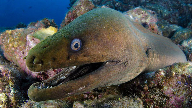 实拍海鳗捕食一条鲨鱼,想不到鲨鱼也有克星!
