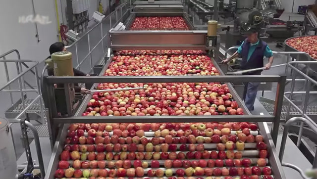 苹果采摘及自动化清洗包装流水线,整个过程几个人就搞定!