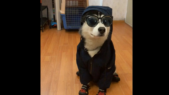 哈士奇打扮一下,简直帅的掉渣渣