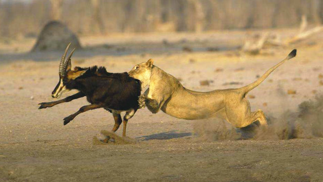 狮子埋伏180公斤捻角羚羊,闪电突击全过程!